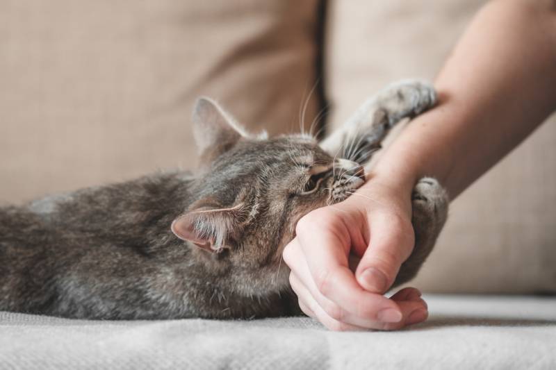 6 powodów, dla których kot łapie cię za rękę i gryzie