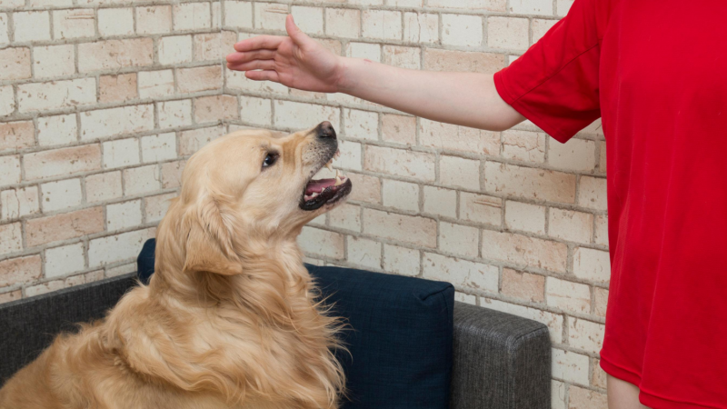 Jak uspokoić agresywnego psa: 8 sposobów, oznak i przyczyn