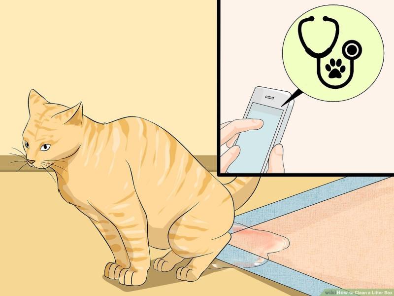 Czy istnieją poważniejsze zagrożenia związane ze spłukiwaniem żwirku dla kota?