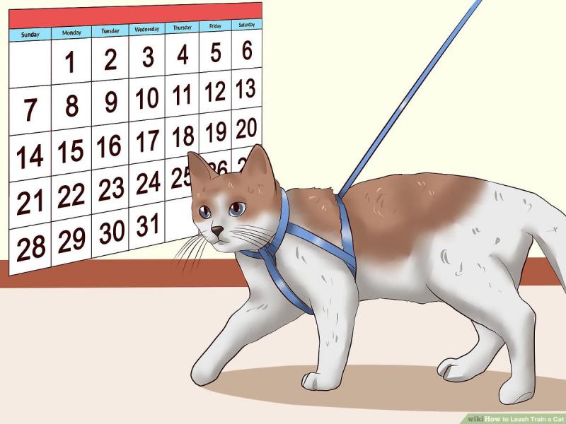 Jak zmierzyć szelki dla kota: 3 pomocne wskazówki i triki