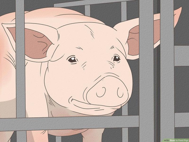 6 niezbędnych artykułów dla świń na początek: Aktualizacja 2024
