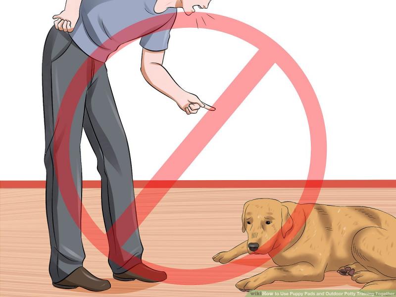 Jak nauczyć psa sikania na poduszkę - 4 porady i wskazówki zatwierdzone przez weterynarza