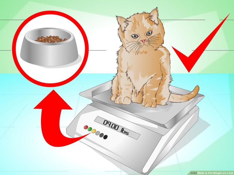 6 sposobów, aby pomóc kotu przybrać na wadze