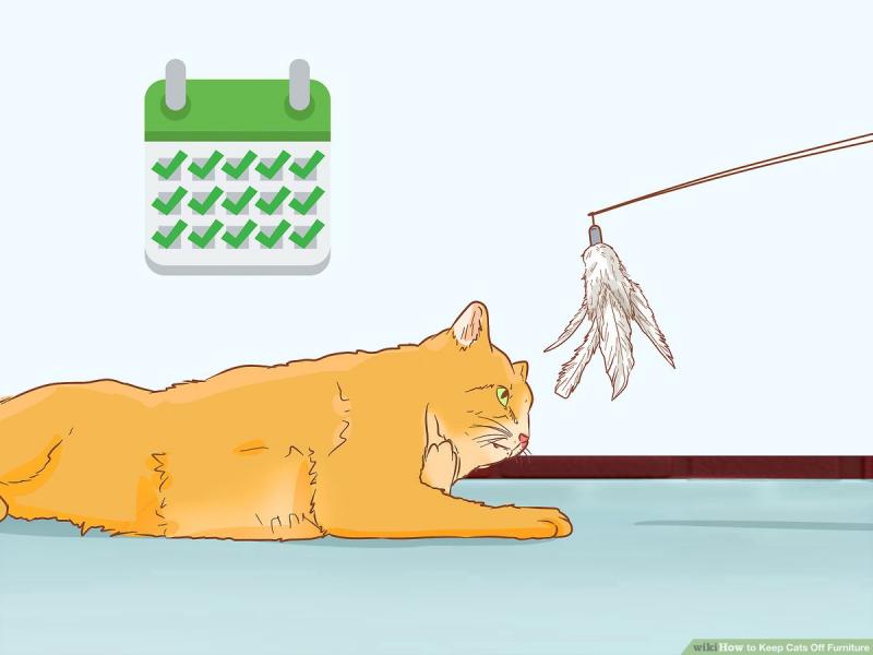 Jak trzymać koty z dala od mebli za pomocą octu: 4 proste kroki