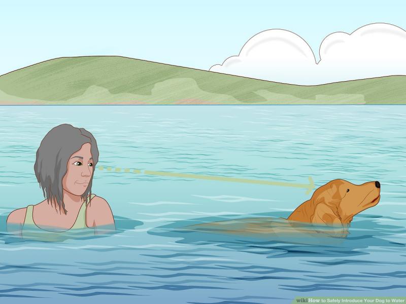 Jak sprawić, by pies polubił pływanie: 5 wskazówek zatwierdzonych przez weterynarza
