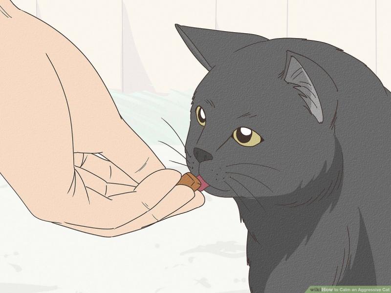 Jak uspokoić agresywnego kota: 6 prostych wskazówek