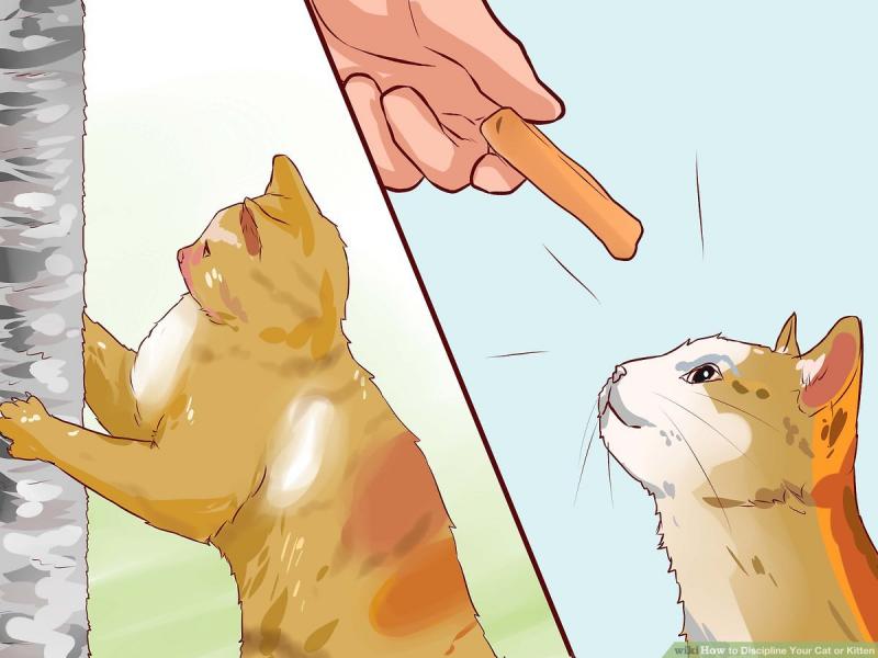 Jak zdyscyplinować kota: 14 metod i wskazówek
