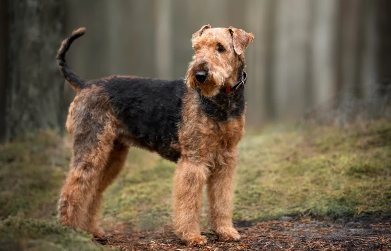 Jak duży może być Airedale Terrier? Z wykresem wzrostu i wagi