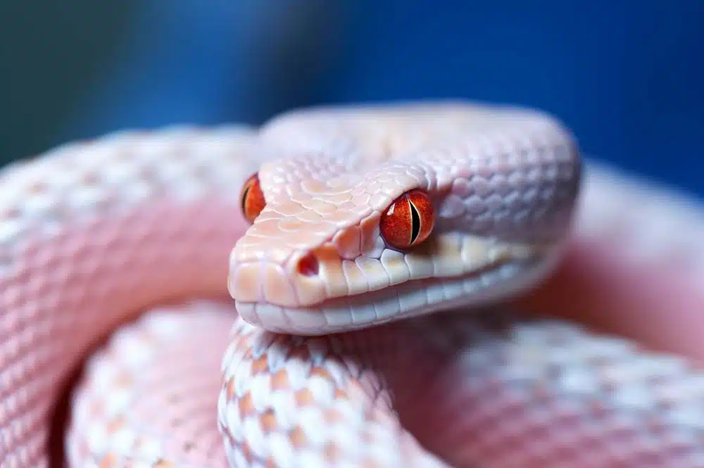 Czy węże albinosy są dobrymi zwierzętami domowymi?