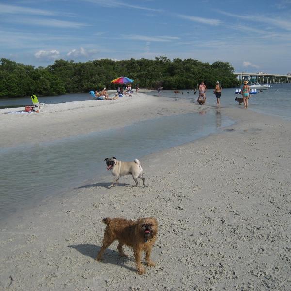 Tak więc, następnym razem, gdy odwiedzisz Fort Myers, nie zapomnij spakować kremu z filtrem przeciwsłonecznym i zabierz swojego psa na dzień zabawy w słońcu na jednej z tych najlepszych plaż przyjaznych psom!