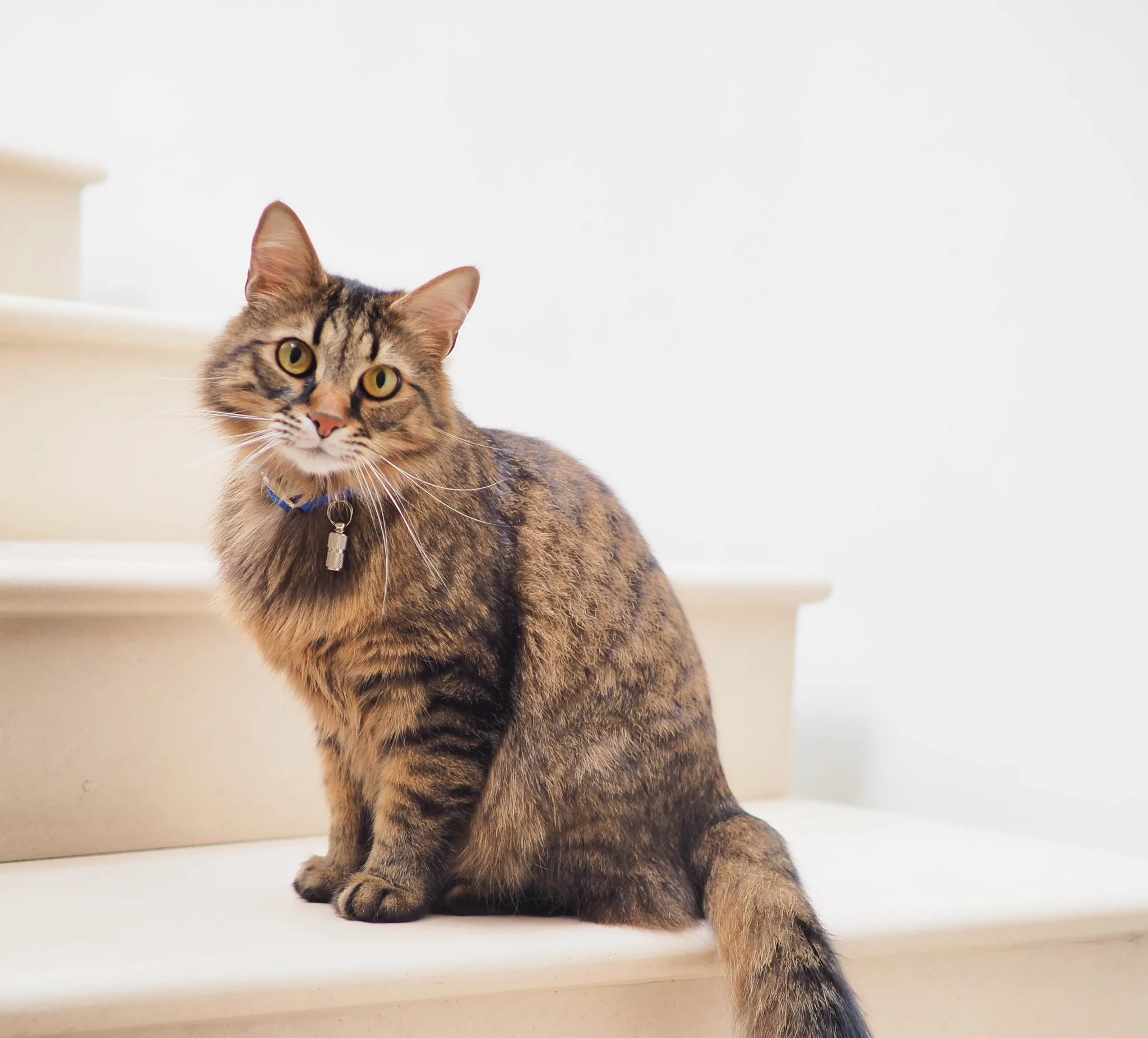 Domowe koty średniowłose: informacje, zdjęcia, temperament i cechy charakterystyczne