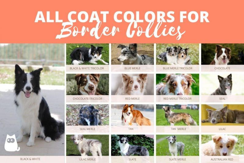 20 kolorów i wzorów umaszczenia Border Collie