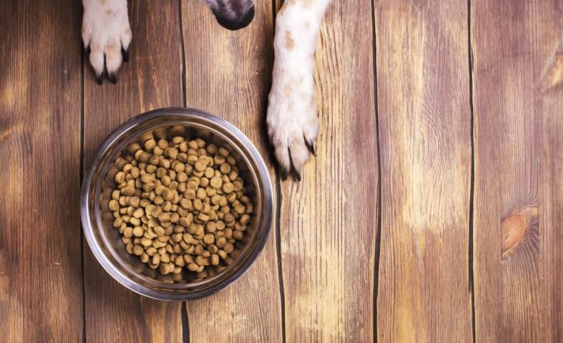 Dla jakiego typu psa najlepiej nadaje się karma Wag?