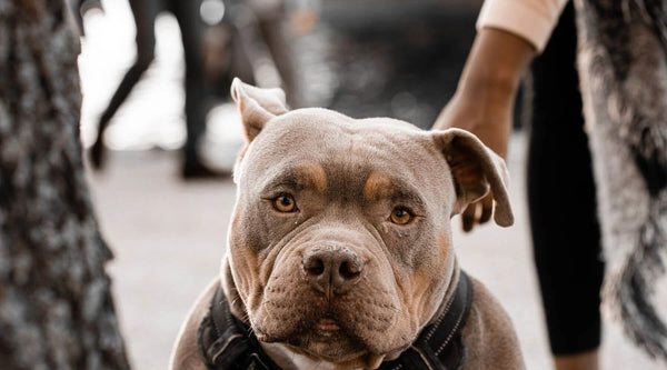 Temperament i inteligencja psów rasy Pitbull Bulldog Mix
