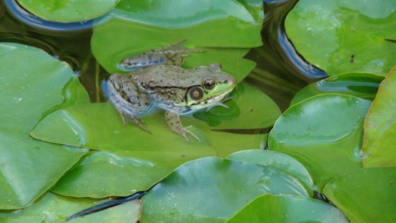 8 żab występujących w Pensylwanii (ze zdjęciami)