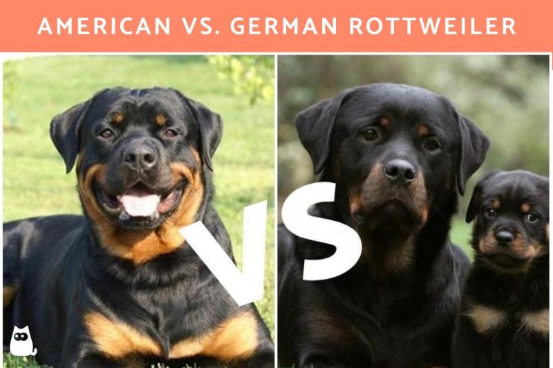 Rottweiler niemiecki vs amerykański: Kluczowe różnice (ze zdjęciami)