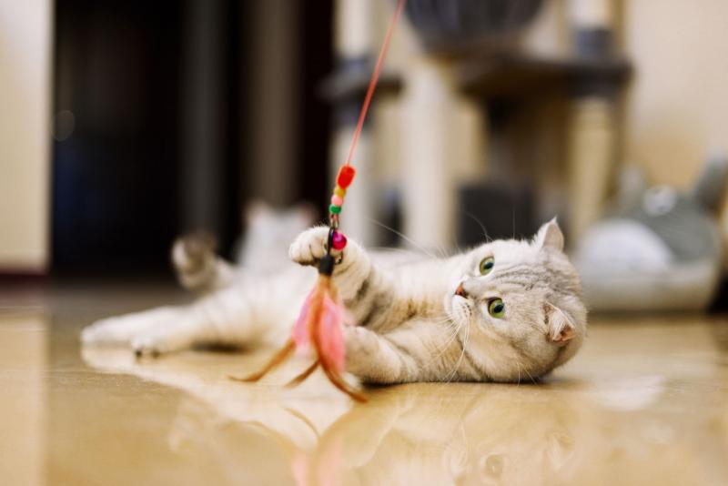 10 wskazówek, jak bawić się z kotem bez zabawek: Pomysły zatwierdzone przez weterynarza