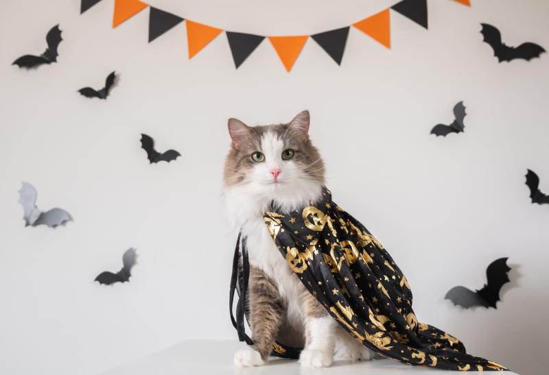 10 najlepszych kostiumów na Halloween dla kotów