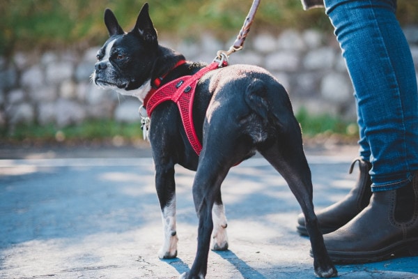 Wyjaśnienie najczęstszych problemów zdrowotnych gruczołu odbytowego buldoga francuskiego (odpowiedź weterynarza)