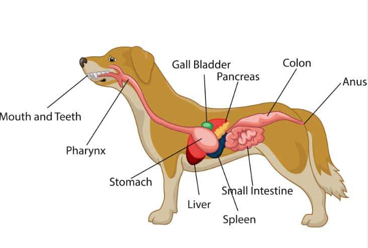 Dlaczego płyny są ważne dla psów z zapaleniem trzustki?