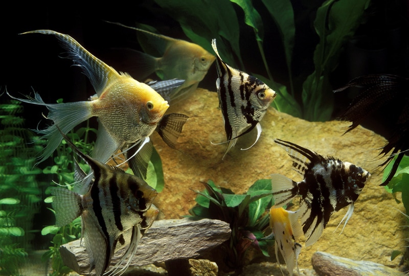 9 Niesamowitych faktów na temat angelfish: Gatunki, długość życia i więcej