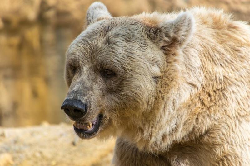 4. Do tej pory w Kalifornii odnotowano dwa głośne przypadki włamań czarnych niedźwiedzi do domów w 2021 roku.