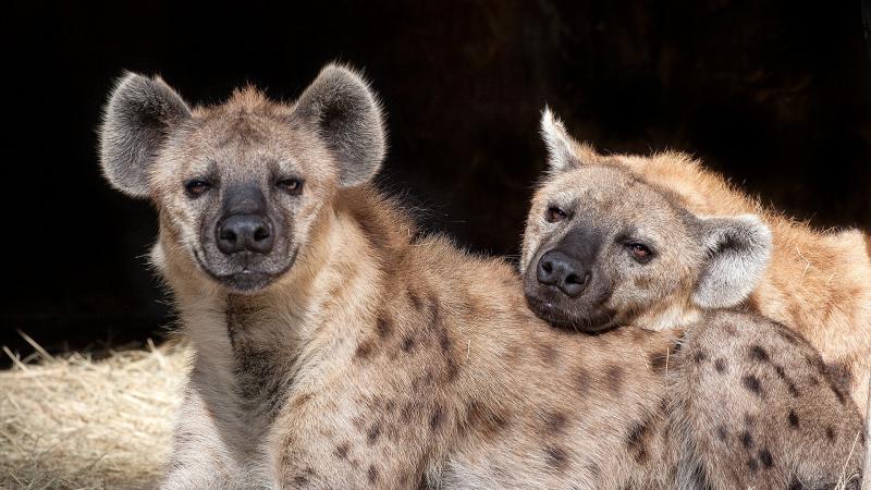 Prawne i finansowe konsekwencje posiadania hieny