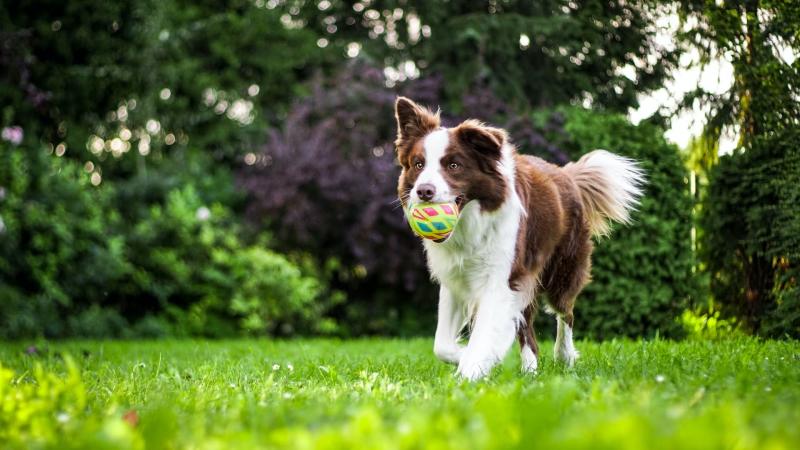 15 sztuczek, których Border Collie mogą się nauczyć, aby zwiększyć stymulację umysłową