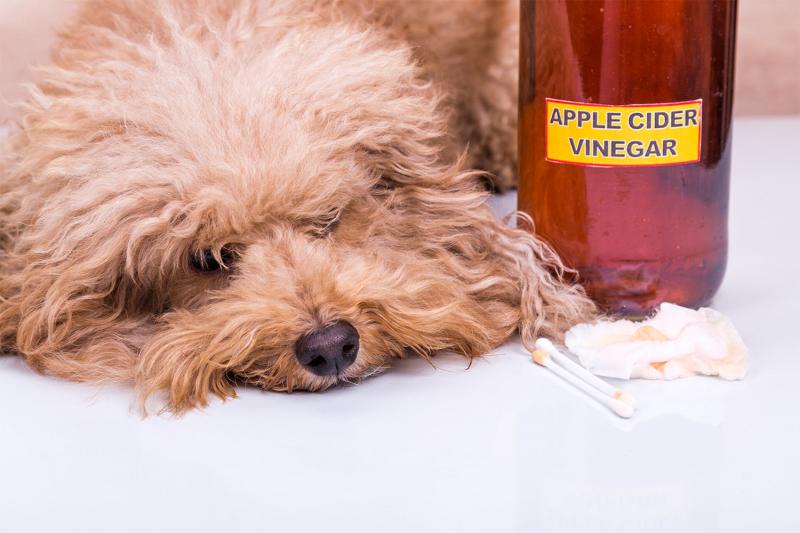 5 zastosowań octu jabłkowego dla psów