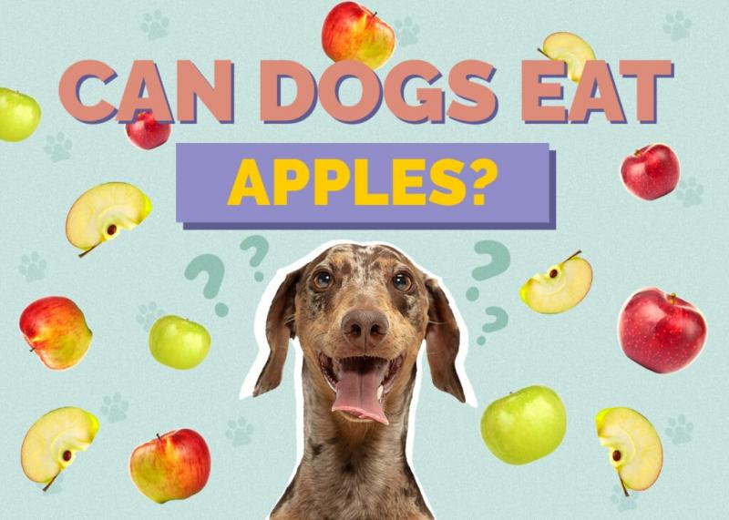 Zalety musu jabłkowego dla psów