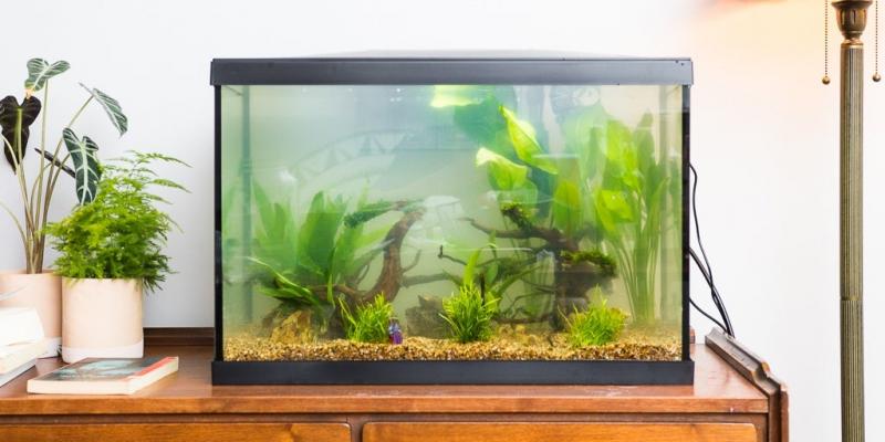 Przejście na żywe rośliny akwariowe