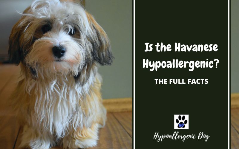 Powszechne mity i błędne przekonania na temat psów hipoalergicznych