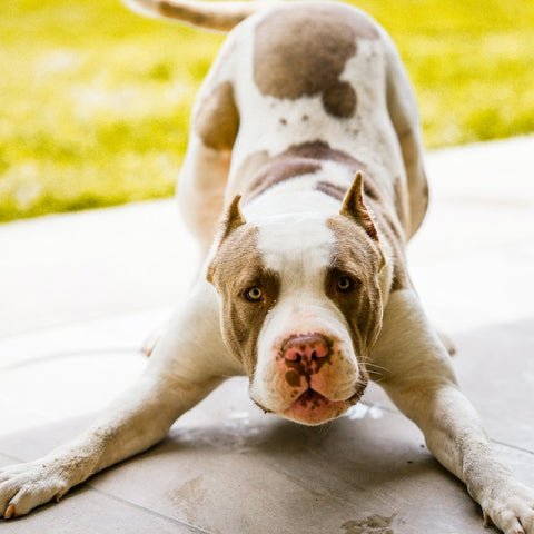 Jak inteligentny jest pitbull? Fakty i najczęściej zadawane pytania