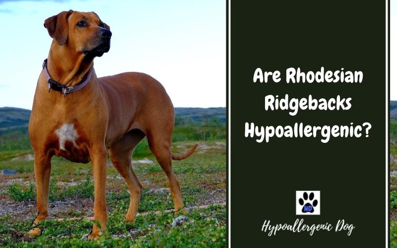 Czy Rhodesian Ridgebacki są hipoalergiczne? Wskazówki, fakty i najczęściej zadawane pytania