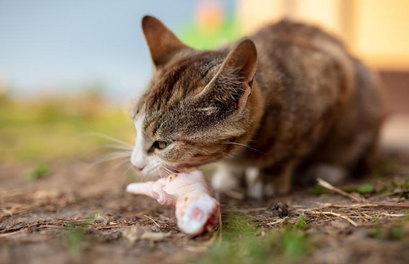 Dlaczego karma dla kotów nie składa się wyłącznie z mięsa?