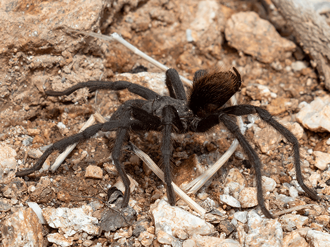 10 gatunków pająków występujących w Arizonie (ze zdjęciami)