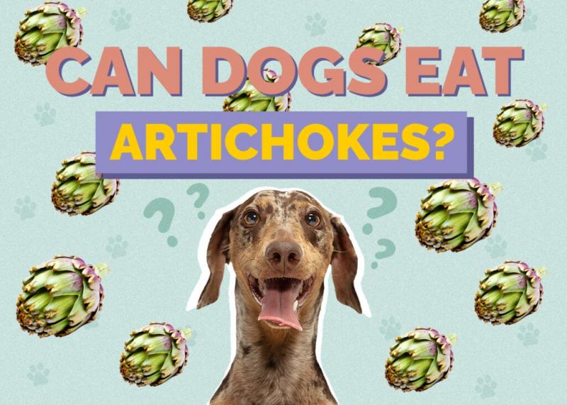 Czy psy mogą jeść chleb świętojański? Fakty i najczęściej zadawane pytania