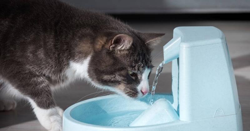 Jakiego rodzaju wody butelkowanej nie należy podawać kotom?