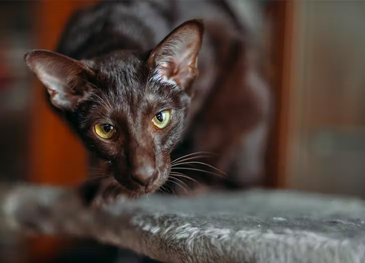 13 ras kotów azjatyckich i ich niesamowite historie (ze zdjęciami)