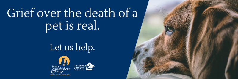 5 wskazówek, które pomogą poradzić sobie ze śmiercią zwierzaka