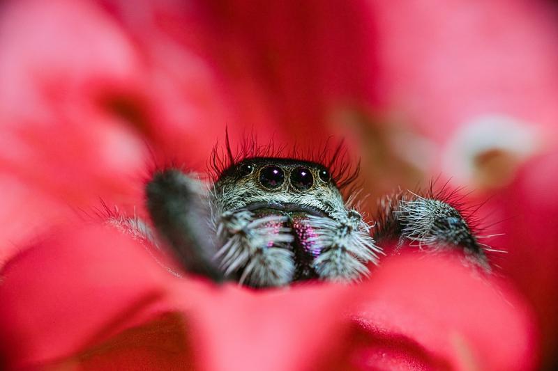 8 rodzajów skaczących pająków, które można mieć jako zwierzęta domowe (ze zdjęciami)