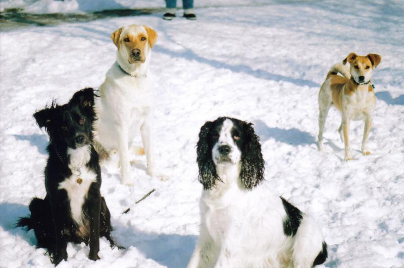 Trzy prawdopodobne powody, dla których psy uwielbiają śnieg