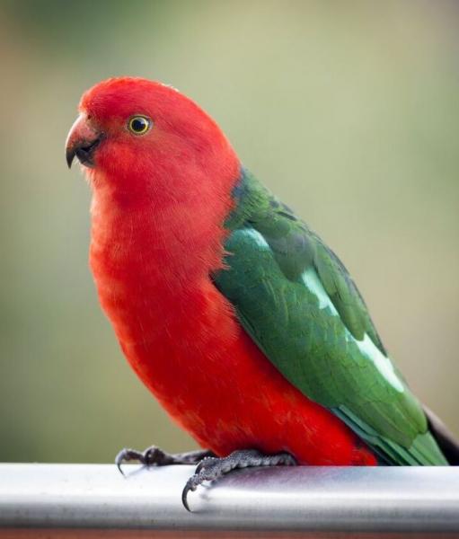 Australijska papuga królewska: Fakty, dieta i pielęgnacja (ze zdjęciami)