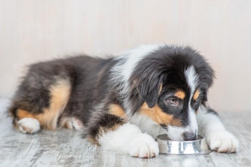 Co należy wziąć pod uwagę podczas karmienia psa łososiem w puszce?