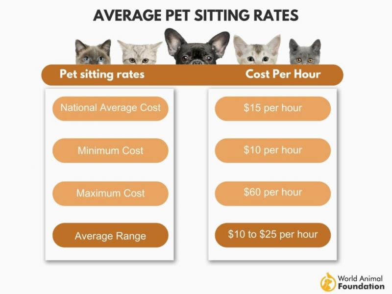 Stawki za opiekę nad kotem w 2024 roku: Ceny za godzinę i dzień