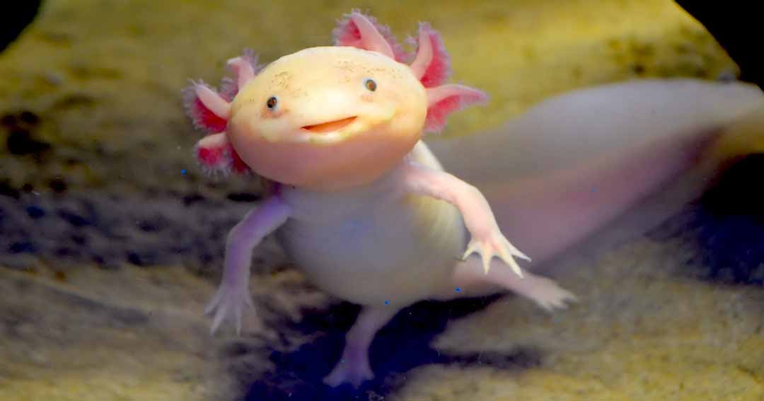 9. Axolotle mogą żyć na lądzie