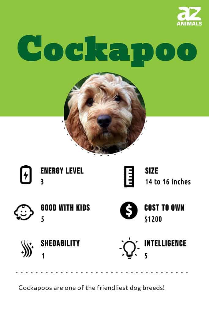 Mini Cockapoo: Zdjęcia, przewodnik pielęgnacji, temperament i cechy