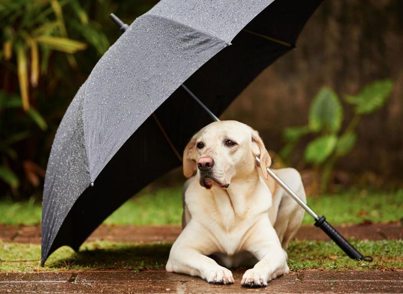 10 wskazówek, jak wyprowadzać psa na spacer w deszczu