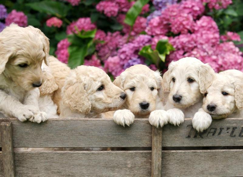 1. Labradoodle pojawiły się w latach 80-tych XX wieku