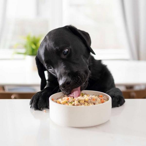 10 najlepszych suchych karm dla psów seniorów w 2024 roku: Recenzje i najlepsze propozycje